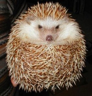 Logic: Prickly, But Pretty Much Irresistable